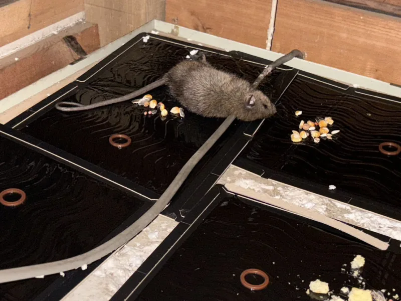 天井裏で捕獲されたネズミ