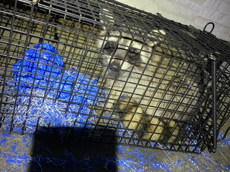 箱わなで捕獲されたアライグマ